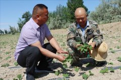 一八做物“舒筋活血”中耕放苗促高产