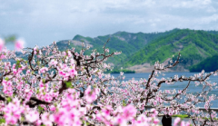 春季南方常见曾大面积种植现在正在农田不见踪