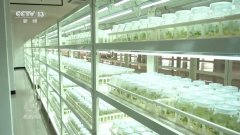 核心｜帮力南北双丰收！“北薯南种”打通了这