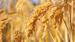 <b>全国农业景象形象预告：本周大部农区景象形象</b>