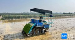 澄迈提拔水稻种植机械化程度 每亩补助30~50元