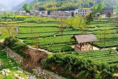 看黄冈这个镇若何用一片叶子沏出村落复兴