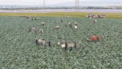 “原州西蓝花”荣登全国财产地图